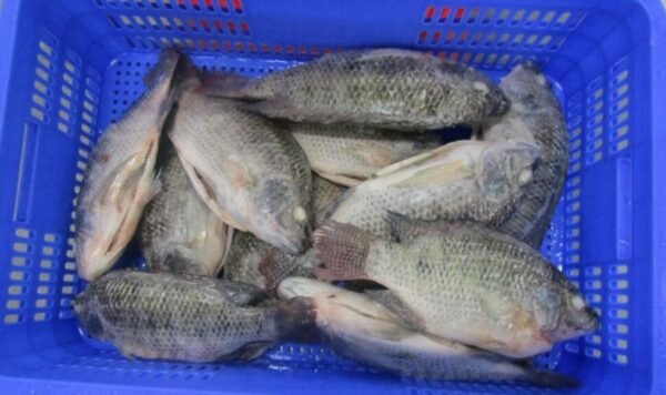 Whole tilapia GS - Image 5