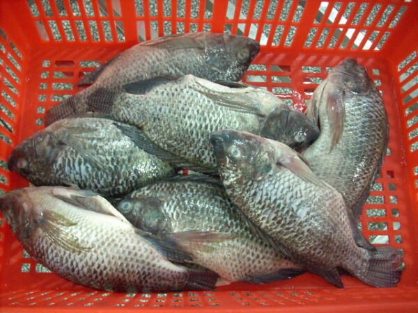 Whole tilapia GS