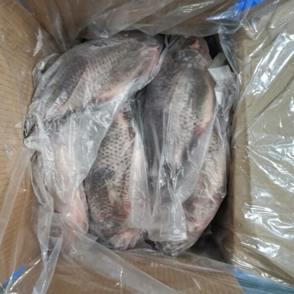 Whole tilapia GS - Image 6