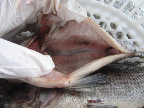 Whole tilapia GS - Image 4