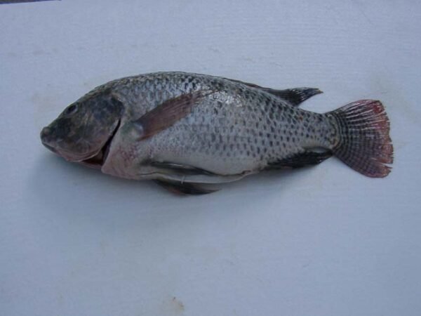 Whole tilapia GS - Image 3