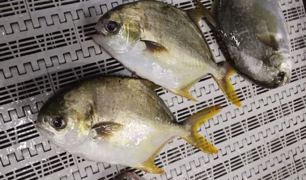 Whole Golden Pomfret