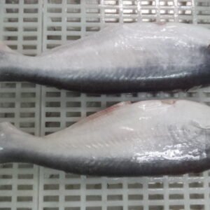 Whole pangasius HGT