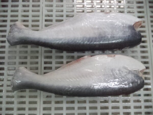 Whole pangasius HGT