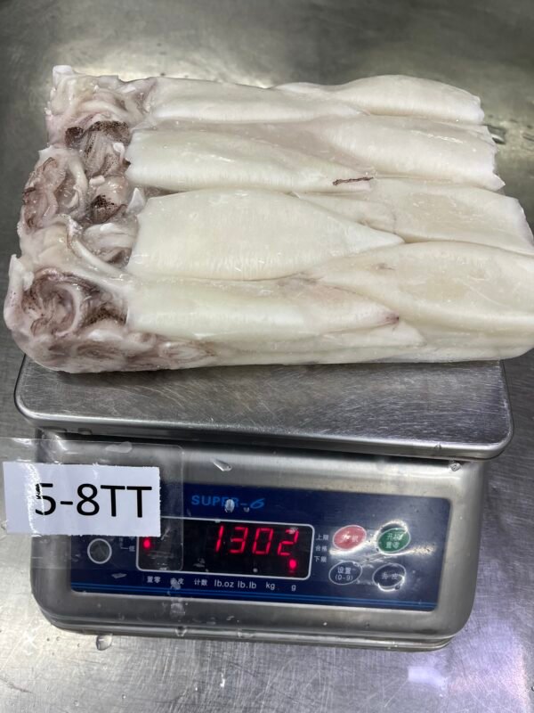 Loligo Squid - Image 2