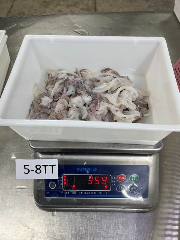 Loligo Squid - Image 3