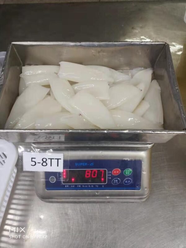 Loligo Squid - Image 4