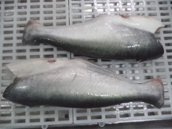 Whole pangasius HGT - Image 2