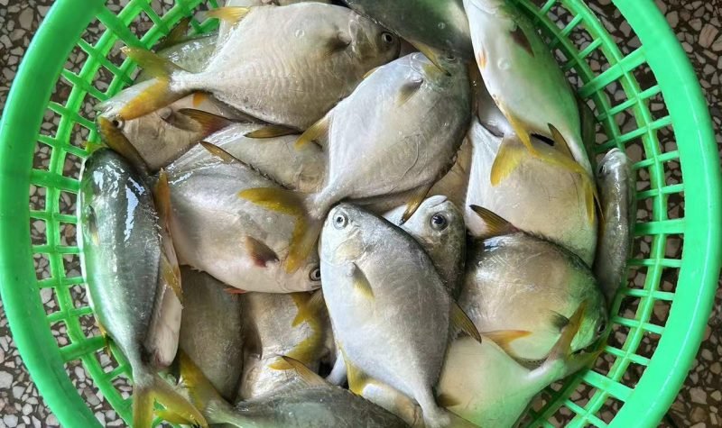 golden pomfret golden pomfret