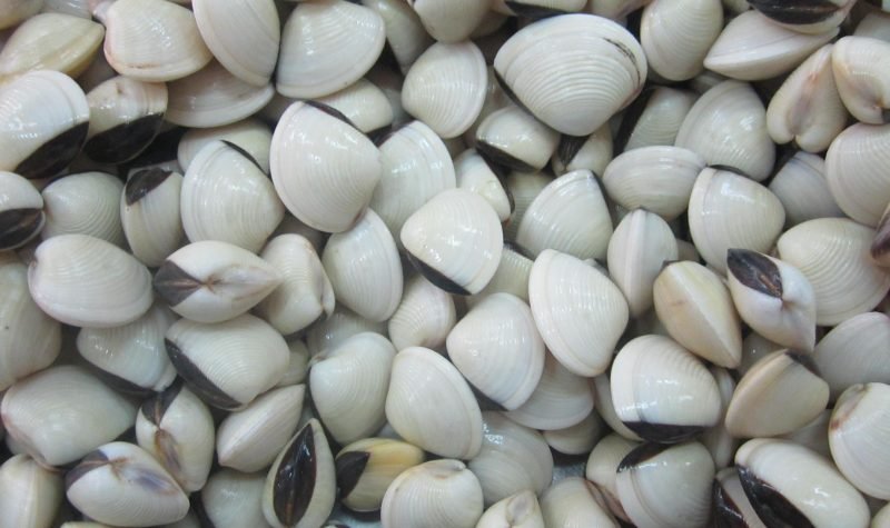 Clam Bulk Clam Bulk