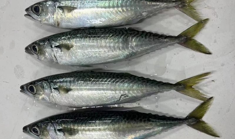 pacific mackerel pacific mackerel