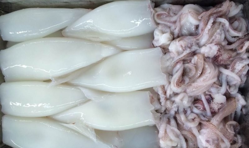 Loligo Squid Loligo Squid